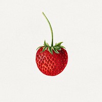 Vintage strawberry illustration mockup. Digitally enhanced illustration from U.S. Department of Agriculture Pomological Watercolor Collection. Rare and Special Collections, National Agricultural Library.