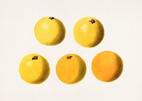 Grapefruits (Citrus Paradisi) (1923) by James Marion Shull​​​​​​​. Original from U.S. Department of Agriculture Pomological Watercolor Collection. Rare and Special Collections, National Agricultural Library. Digitally enhanced by rawpixel.​​​​​​​