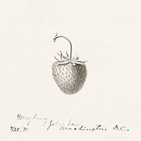 Strawberry (Fragaria) (1891) by anonymous. Original from U.S. Department of Agriculture Pomological Watercolor Collection. Rare and Special Collections, National Agricultural Library. Digitally enhanced by rawpixel.
