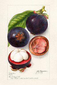 Vintage mangosteens illustration mockup. Digitally enhanced illustration from U.S. Department of Agriculture Pomological Watercolor Collection. Rare and Special Collections, National Agricultural Library.