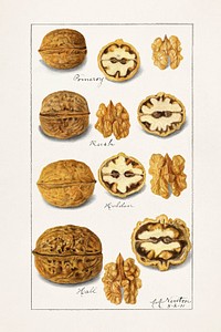 Walnuts (Juglans) (1911) by Amanda Almira Newton. Original from U.S. Department of Agriculture Pomological Watercolor Collection. Rare and Special Collections, National Agricultural Library. Digitally enhanced by rawpixel.<br /> 