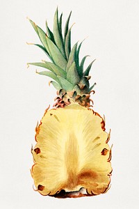 Vintage pineapple illustration mockup. Digitally enhanced illustration from U.S. Department of Agriculture Pomological Watercolor Collection. Rare and Special Collections, National Agricultural Library.