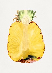 Vintage pineapple cut in half illustration. Digitally enhanced illustration from U.S. Department of Agriculture Pomological Watercolor Collection. Rare and Special Collections, National Agricultural Library.