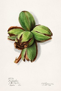 Hickory (Carya)(1904) by Deborah Griscom Passmore. Original from U.S. Department of Agriculture Pomological Watercolor Collection. Rare and Special Collections, National Agricultural Library. Digitally enhanced by rawpixel.