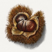 Vintage chestnut illustration. Digitally enhanced illustration from U.S. Department of Agriculture Pomological Watercolor Collection. Rare and Special Collections, National Agricultural Library.