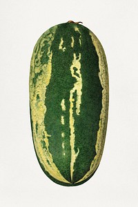 Vintage watermelon illustration. Digitally enhanced illustration from U.S. Department of Agriculture Pomological Watercolor Collection. Rare and Special Collections, National Agricultural Library.