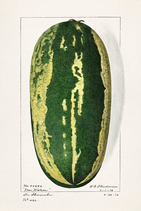 Watermelon (Citrullus Lanatus)(1916) by Royal Charles Steadman. Original from U.S. Department of Agriculture Pomological Watercolor Collection. Rare and Special Collections, National Agricultural Library. Digitally enhanced by rawpixel.