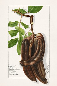 St John's Bread (Ceratonia Siliqua L.) (1907) by Deborah Griscom Passmore. Original from U.S. Department of Agriculture Pomological Watercolor Collection. Rare and Special Collections, National Agricultural Library. Digitally enhanced by rawpixel.