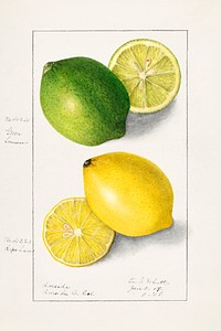 Vintage lemons illustration mockup. Digitally enhanced illustration from U.S. Department of Agriculture Pomological Watercolor Collection. Rare and Special Collections, National Agricultural Library.