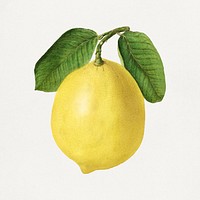 Vintage lemon illustration mockup. Digitally enhanced illustration from U.S. Department of Agriculture Pomological Watercolor Collection. Rare and Special Collections, National Agricultural Library.