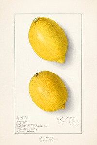 Lemons (Citrus Limon) (1910) by Ellen Isham Schutt. Original from U.S. Department of Agriculture Pomological Watercolor Collection. Rare and Special Collections, National Agricultural Library. Digitally enhanced by rawpixel. 