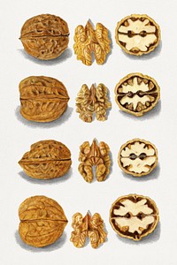 Vintage walnuts illustration mockup. Digitally enhanced illustration from U.S. Department of Agriculture Pomological Watercolor Collection. Rare and Special Collections, National Agricultural Library.