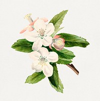 Vintage crab apple flowers illustration mockup. Digitally enhanced illustration from U.S. Department of Agriculture Pomological Watercolor Collection. Rare and Special Collections, National Agricultural Library.
