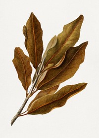Vintage macadamia leaves illustration. Digitally enhanced illustration from U.S. Department of Agriculture Pomological Watercolor Collection. Rare and Special Collections, National Agricultural Library.