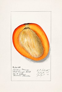 Mango (Mangifera Indica) (1910) byDeborah Griscom Passmore. Original from U.S. Department of Agriculture Pomological Watercolor Collection. Rare and Special Collections, National Agricultural Library. Digitally enhanced by rawpixel.