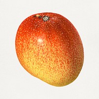 Vintage mango illustration mockup. Digitally enhanced illustration from U.S. Department of Agriculture Pomological Watercolor Collection. Rare and Special Collections, National Agricultural Library.
