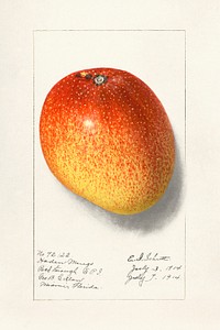 Mango (Mangifera Indica) (1914) by<br />Ellen Isham Schutt. Original from U.S. Department of Agriculture Pomological Watercolor Collection. Rare and Special Collections, National Agricultural Library. Digitally enhanced by rawpixel.