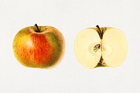 Vintage apples illustration mockup. Digitally enhanced illustration from U.S. Department of Agriculture Pomological Watercolor Collection. Rare and Special Collections, National Agricultural Library.