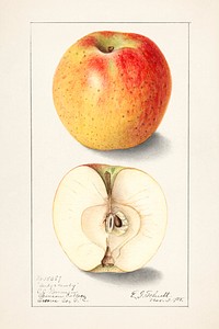 Apples (Malus Domestica) (1905) by Ellen Isham Schutt. Original from U.S. Department of Agriculture Pomological Watercolor Collection. Rare and Special Collections, National Agricultural Library. Digitally enhanced by rawpixel.