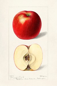 Apples (Malus Domestica) (1897) by Deborah Griscom Passmore. Original from U.S. Department of Agriculture Pomological Watercolor Collection. Rare and Special Collections, National Agricultural Library. Digitally enhanced by rawpixel.