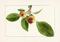 Apples (Malus Domestica) (1911) by James Marion Shull. Original from U.S. Department of Agriculture Pomological Watercolor Collection. Rare and Special Collections, National Agricultural Library. Digitally enhanced by rawpixel.