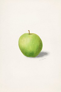 Apple (Malus Domestica) (1909) by<br />W.L.Burn. Original from U.S. Department of Agriculture Pomological Watercolor Collection. Rare and Special Collections, National Agricultural Library. Digitally enhanced by rawpixel.