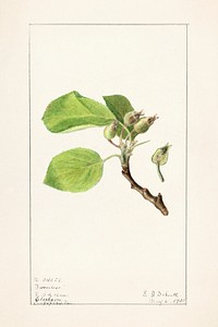 Apple Twig (Malus Domestica) (1905) by Ellen Isham Schutt. Original from U.S. Department of Agriculture Pomological Watercolor Collection. Rare and Special Collections, National Agricultural Library. Digitally enhanced by rawpixel.