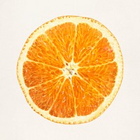 Orange (Citrus Sinensis) (1914) by James Marion Shull. Original from U.S. Department of Agriculture Pomological Watercolor Collection. Rare and Special Collections, National Agricultural Library. Digitally enhanced by rawpixel.