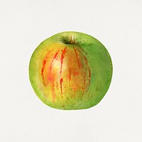 Vintage green apple illustration. Digitally enhanced illustration from U.S. Department of Agriculture Pomological Watercolor Collection. Rare and Special Collections, National Agricultural Library.
