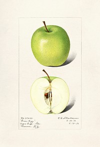 Apples (Malus Domestica) (1916) by Royal Charles Steadman. Original from U.S. Department of Agriculture Pomological Watercolor Collection. Rare and Special Collections, National Agricultural Library. Digitally enhanced by rawpixel.