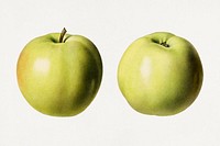 Vintage green apples illustration mockup. Digitally enhanced illustration from U.S. Department of Agriculture Pomological Watercolor Collection. Rare and Special Collections, National Agricultural Library.