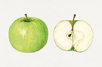 Vintage green apples illustration mockup. Digitally enhanced illustration from U.S. Department of Agriculture Pomological Watercolor Collection. Rare and Special Collections, National Agricultural Library.