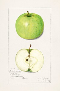 Apples (Malus Domestica) (1913) by<br />Amanda Almira Newton. Original from U.S. Department of Agriculture Pomological Watercolor Collection. Rare and Special Collections, National Agricultural Library. Digitally enhanced by rawpixel.