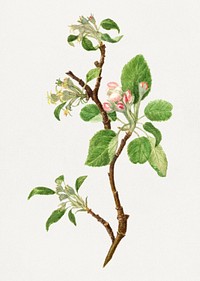 Vintage apple bough illustration mockup. Digitally enhanced illustration from U.S. Department of Agriculture Pomological Watercolor Collection. Rare and Special Collections, National Agricultural Library.