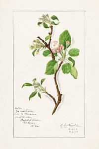 Vintage apple bough illustration mockup. Digitally enhanced illustration from U.S. Department of Agriculture Pomological Watercolor Collection. Rare and Special Collections, National Agricultural Library.