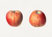 Vintage red apples illustration mockup. Digitally enhanced illustration from U.S. Department of Agriculture Pomological Watercolor Collection. Rare and Special Collections, National Agricultural Library.