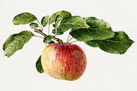 Vintage apple illustration. Digitally enhanced illustration from U.S. Department of Agriculture Pomological Watercolor Collection. Rare and Special Collections, National Agricultural Library.