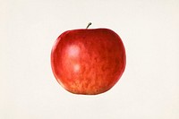 Vintage red apple illustration mockup. Digitally enhanced illustration from U.S. Department of Agriculture Pomological Watercolor Collection. Rare and Special Collections, National Agricultural Library.