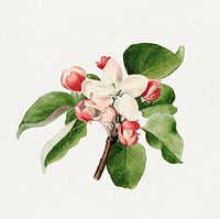 Vintage apple buds illustration mockup. Digitally enhanced illustration from U.S. Department of Agriculture Pomological Watercolor Collection. Rare and Special Collections, National Agricultural Library.