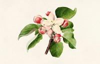 Apple Blossom (Malus Domestica) (1910) by James Marion Shull. Original from U.S. Department of Agriculture Pomological Watercolor Collection. Rare and Special Collections, National Agricultural Library. Digitally enhanced by rawpixel.