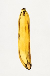 Vintage banana illustration mockup. Digitally enhanced illustration from U.S. Department of Agriculture Pomological Watercolor Collection. Rare and Special Collections, National Agricultural Library.