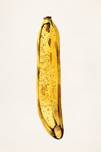 Banana (Musa) (1919) by James Marion Shull. Original from U.S. Department of Agriculture Pomological Watercolor Collection. Rare and Special Collections, National Agricultural Library. Digitally enhanced by rawpixel.