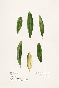 Olive leaves (Olea Europaea)(1971) by Royal Charles Steadman. Original from U.S. Department of Agriculture Pomological Watercolor Collection. Rare and Special Collections, National Agricultural Library. Digitally enhanced by rawpixel.