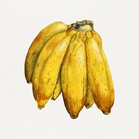 Vintage banana illustration. Digitally enhanced illustration from U.S. Department of Agriculture Pomological Watercolor Collection. Rare and Special Collections, National Agricultural Library.