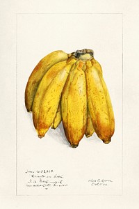Vintage bananas illustration mockup. Digitally enhanced illustration from U.S. Department of Agriculture Pomological Watercolor Collection. Rare and Special Collections, National Agricultural Library.
