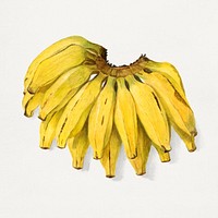 Vintage banana illustration. Digitally enhanced illustration from U.S. Department of Agriculture Pomological Watercolor Collection. Rare and Special Collections, National Agricultural Library.