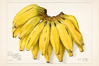 Bananas (Musa) (1907) by Amada Almira Newton. Original from U.S. Department of Agriculture Pomological Watercolor Collection. Rare and Special Collections, National Agricultural Library. Digitally enhanced by rawpixel.