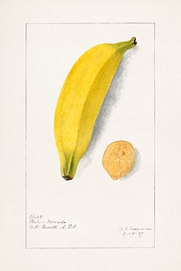 Banana (Musa) (1907) by Deborah Griscom Passmore. Original from U.S. Department of Agriculture Pomological Watercolor Collection. Rare and Special Collections, National Agricultural Library. Digitally enhanced by rawpixel.