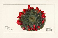 Prickly Pear (Opuntia)(1908) by Deborah Griscom Passmore. Original from U.S. Department of Agriculture Pomological Watercolor Collection. Rare and Special Collections, National Agricultural Library. Digitally enhanced by rawpixel.