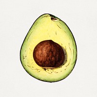 Vintage avocado cut in half illustration. Digitally enhanced illustration from U.S. Department of Agriculture Pomological Watercolor Collection. Rare and Special Collections, National Agricultural Library.